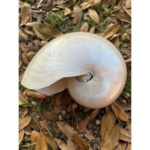 Pearlized Nautilus Seashell Polished Nautilus approx. 6.5"